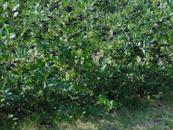 Beerenkultur bei Kettig