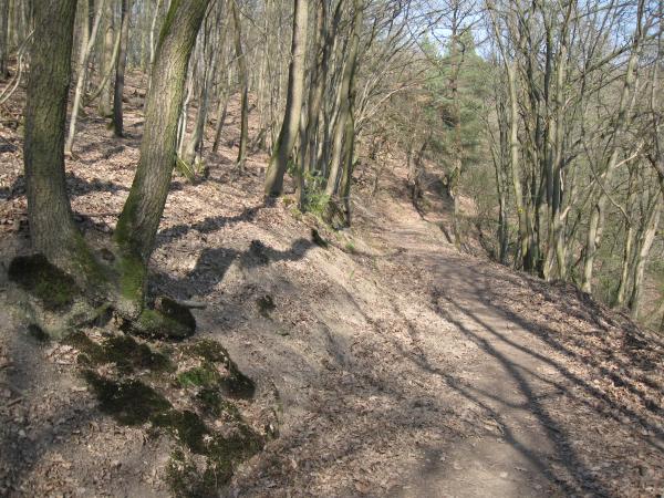 Anhaltende Trockenheit im Wald