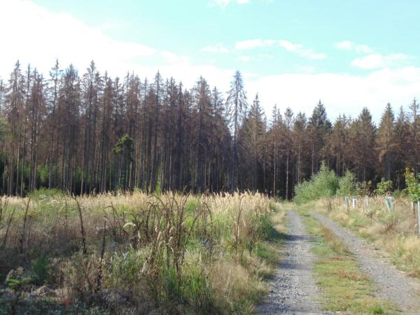 toter Wald toter Wald