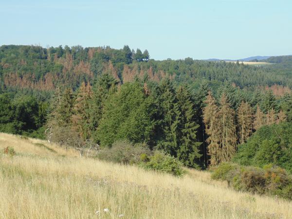 Fichtenwald auf Abruf Fichtenwald auf Abruf
