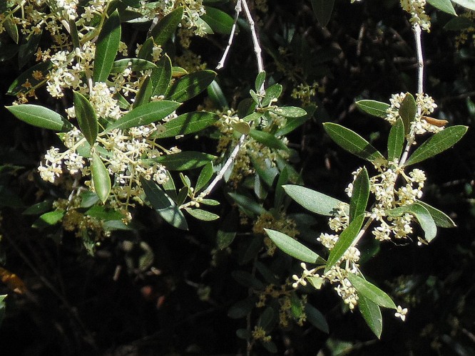 Laub und Blüte