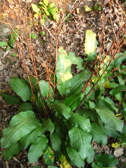 Rumex obtusifolius