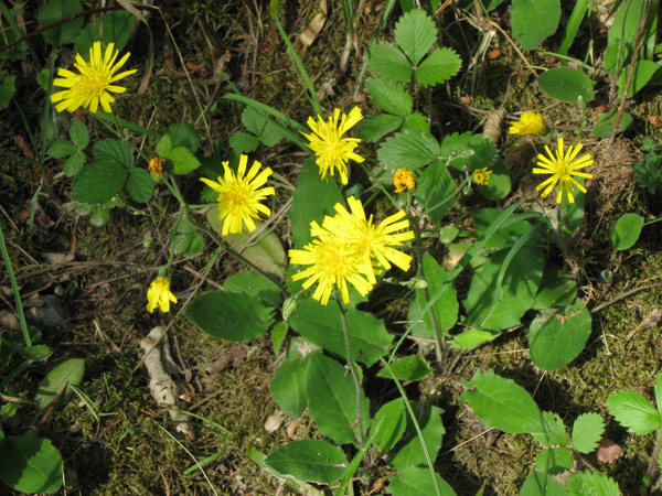 Hieracium sylvaticum