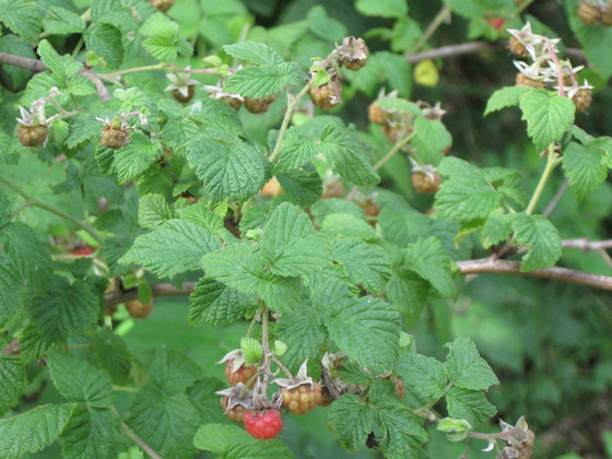 Himbeeren