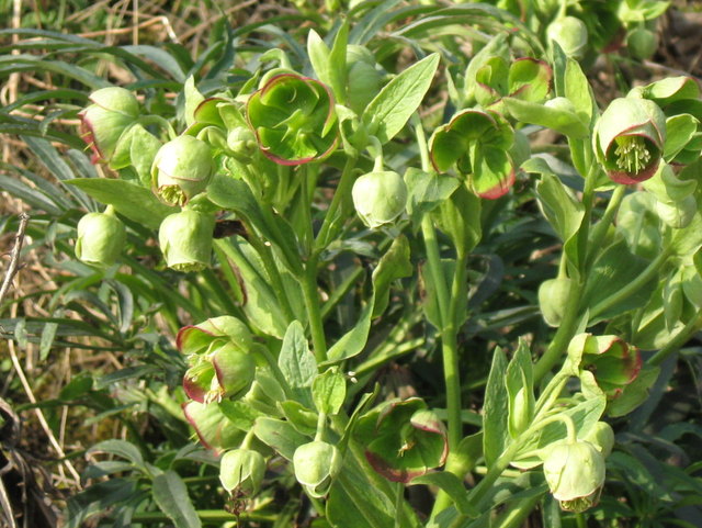 Helleborus foetidus