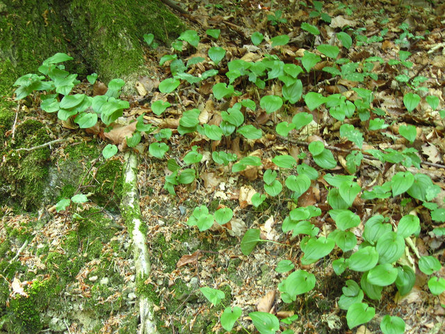 Maianthemum bifolium