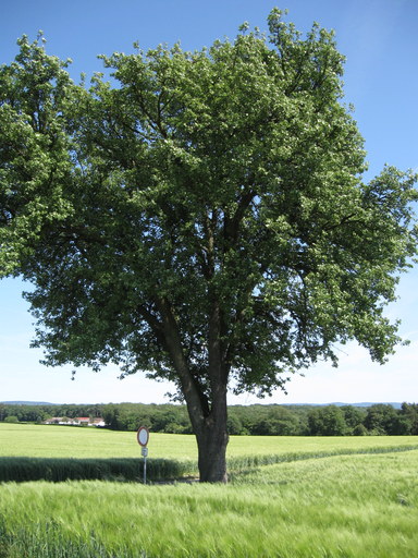 Birnen-Solitär