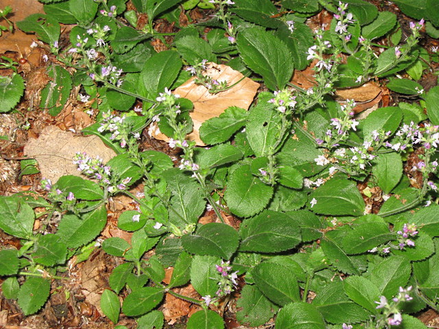 Wald-Ehrenpreis