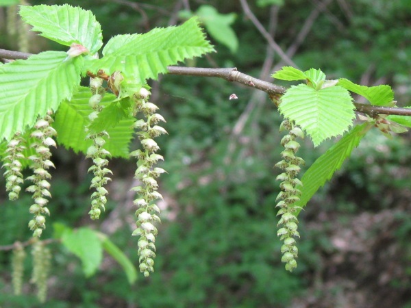 männl. Blüte