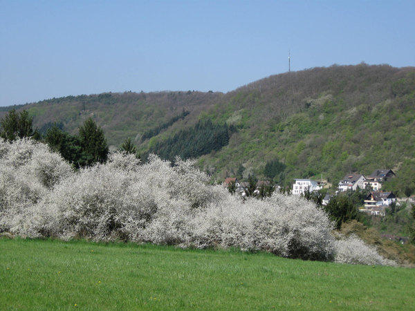 volle Blüte im April