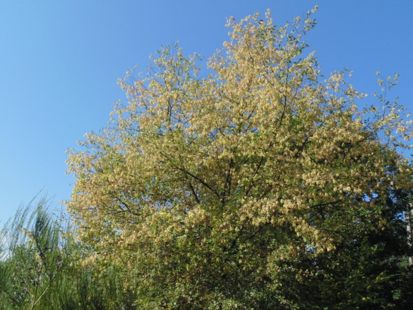 Angstschütte bei der Hainbuche