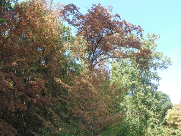 Hainbuchen am Waldrand