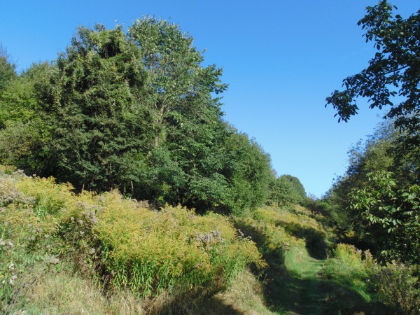 Goldruten (Solidago)