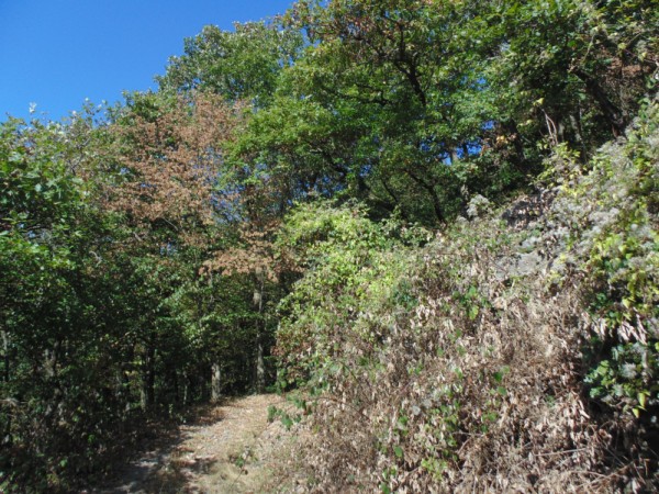 Waldweg bei Rheineck