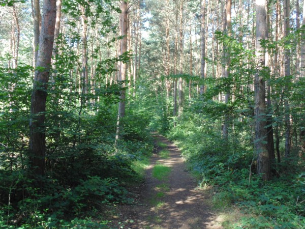 Kiefernwald