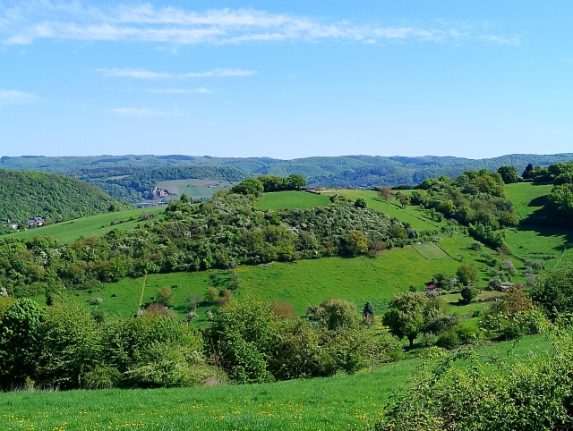 Gesträuche Gesträuche