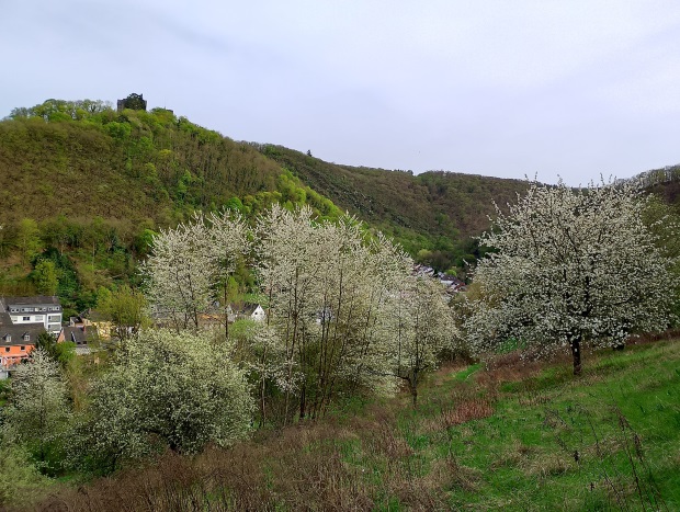 Rheineck im April