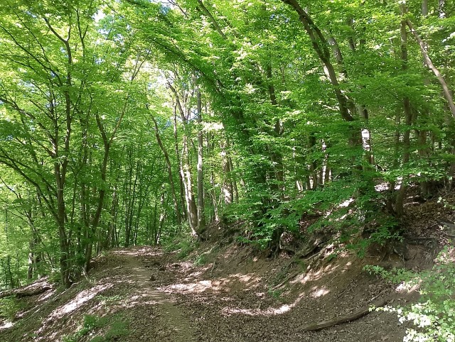 trockener Waldhang trockener Waldhang