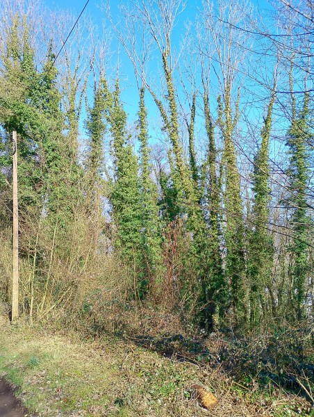 Efeu statt Baum Efeu statt Baum