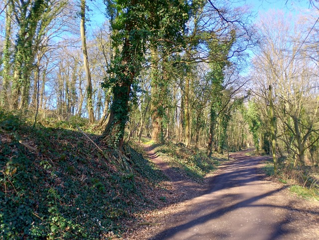 Efeu-Wald Efeu-Wald