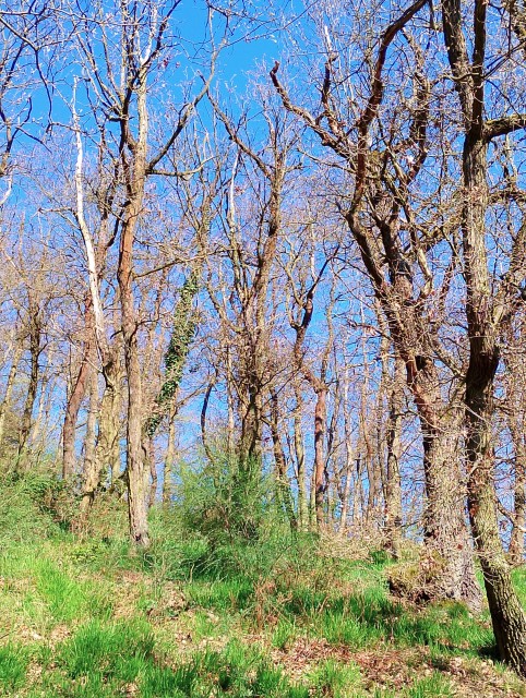 Eichenwald am Mittelrhein Eichenwald am Mittelrhein
