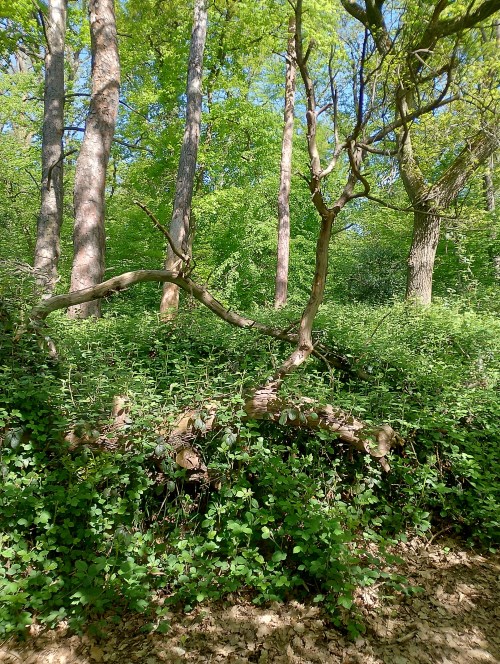 Brombeeren statt Totholz Brombeeren statt Totholz