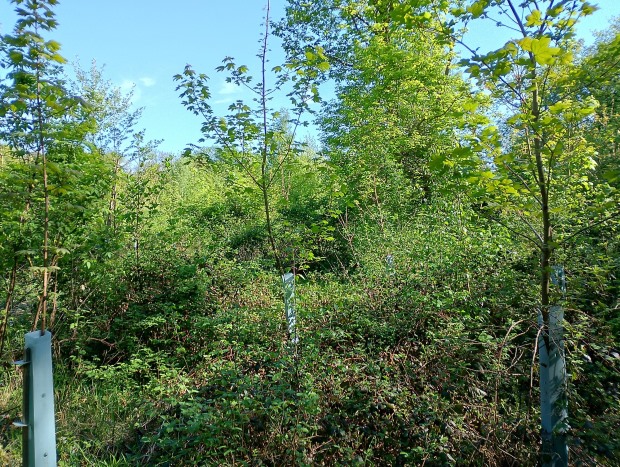 schützender Wildwuchs schützender Wildwuchs