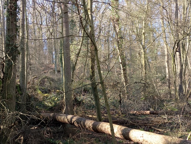 Waldzustand Waldzustand