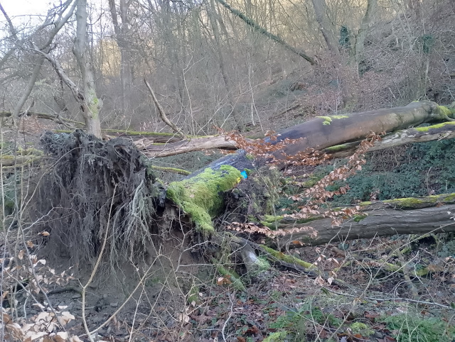 rottendes Holz rottendes Holz