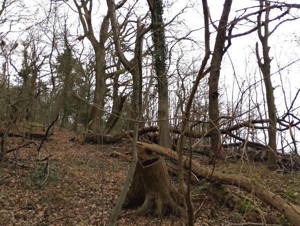 rotten wood