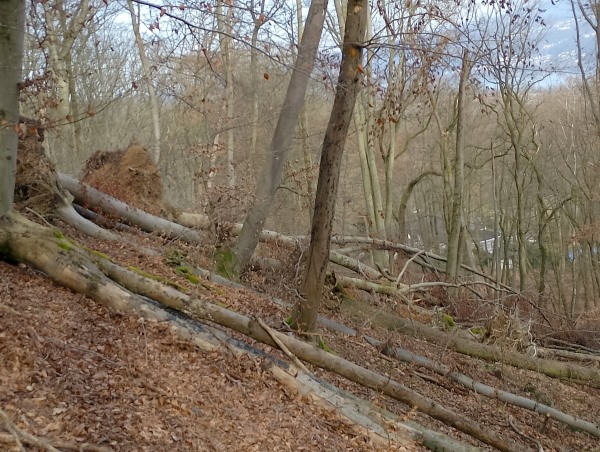 massive Schäden an der Buche massive Schäden an der Buche