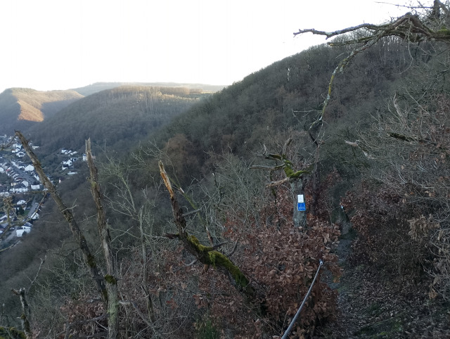 Traubeneichen-Wald Traubeneichen-Wald
