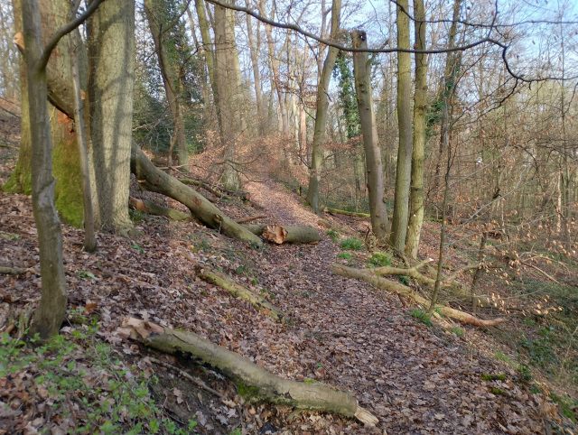 tote Buchen tote Buchen